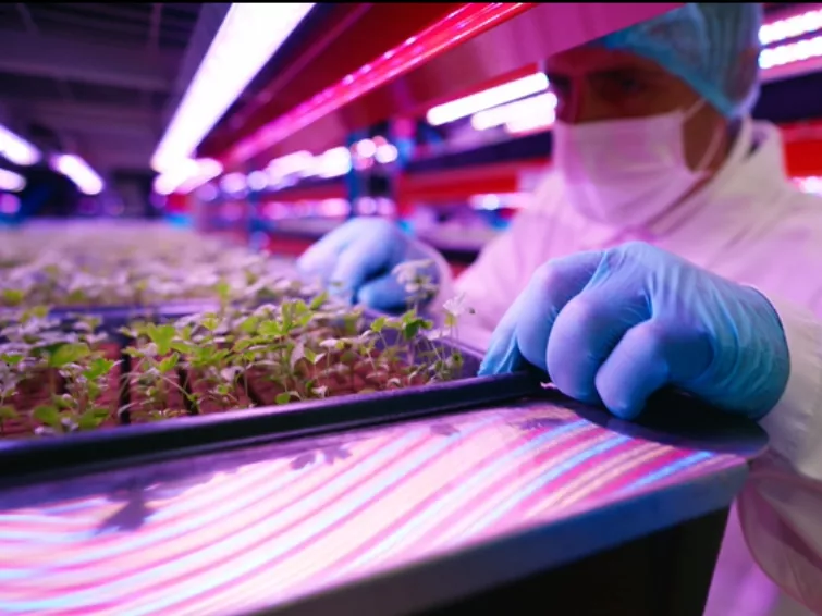 A világ legnagyobb vertikális farmját is a technológia hajtja
