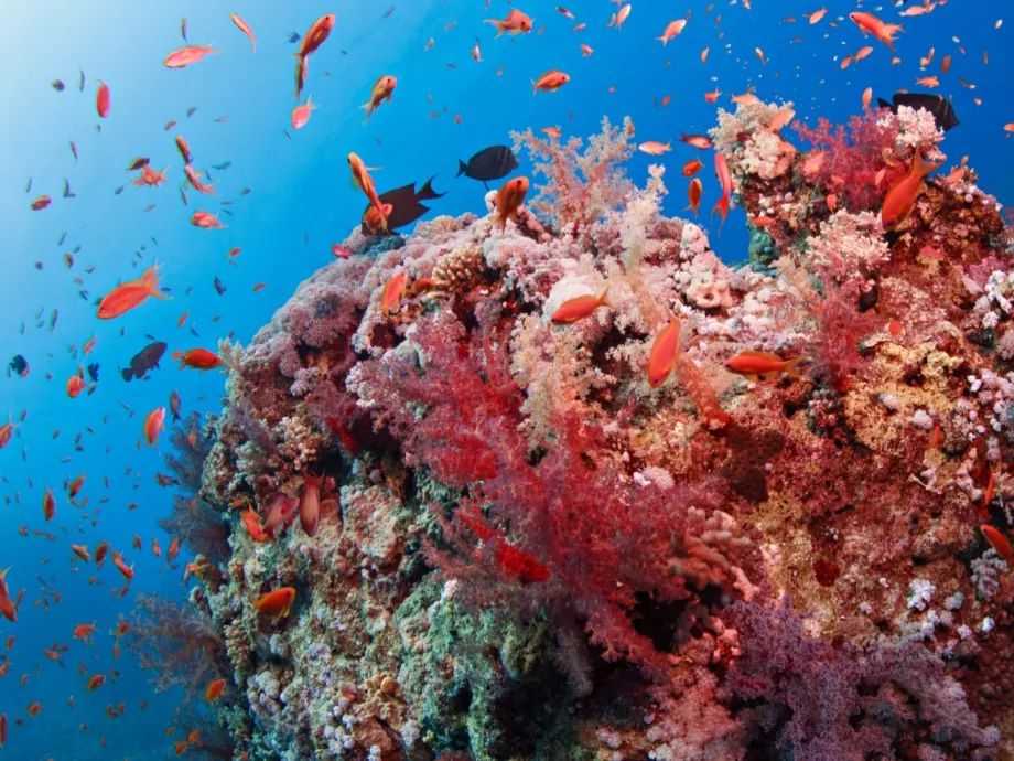 A gyárakban már bizonyítottak, most korallokat mentenek a digitális ikrek